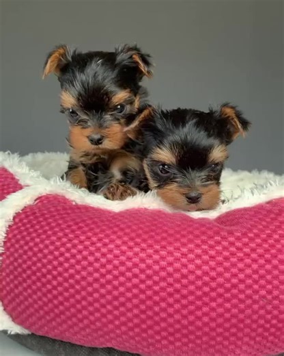 Amazing Yorkie puppies. who will be my new mother ? 🤗😘 #yorkshire #yorkiepuppies #yorkshireterrier #yorkiesoftiktok #rehoming