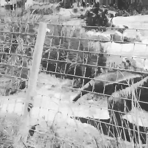 218 reactions | Visiting Peter the Anteater at the Santa Ana Zoo! #UCIPride Peter The Anteater #SantaAnaZoo #UCIrvine #Anteaters #Anteater | University of California, Irvine | Facebook