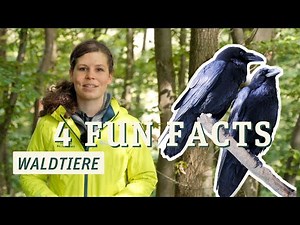 Vier Fun Facts zu Waldtieren - mit Celina