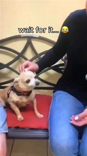Little Debrah was not happy with me trying to help her get adopted from the Humane Society. I’m afraid she may be there for a while. | Kelly Lang