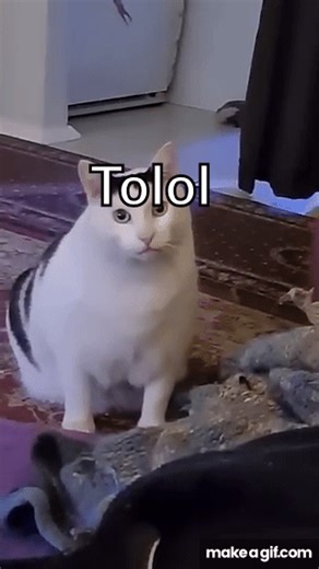 Huh Cat Meme - Original Video with Huh Sound on Make a GIF