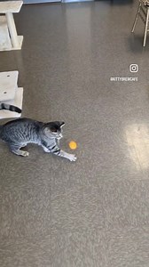 82 reactions · 8 comments | Lima Bean here to let everyone know the Cat Lounge is fully booked today (2/20)! Thank you for your support! | Kitty Brew Cat Cafe | Facebook