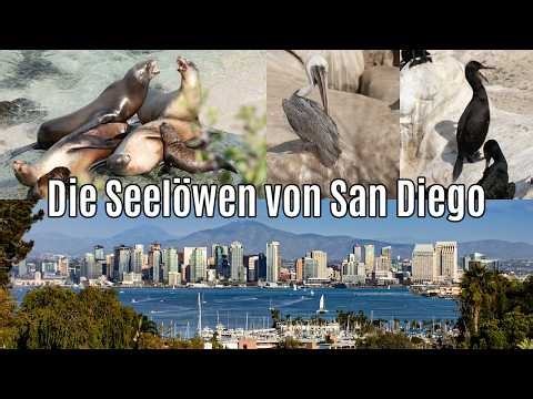 Road Trip von Manhattan Beach nach San Diego, Seelöwen, Pelikane, Pinselscharbe Vögel, La Jolla
