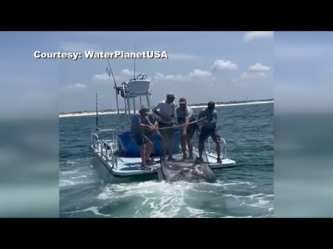 South Florida company’s capture of protected manta ray sparks outrage: ‘That animal was in pain’