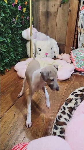 All The DoDa Day Italian Greyhounds Gorgeous Perfect Harmony Necessity Masterpiece