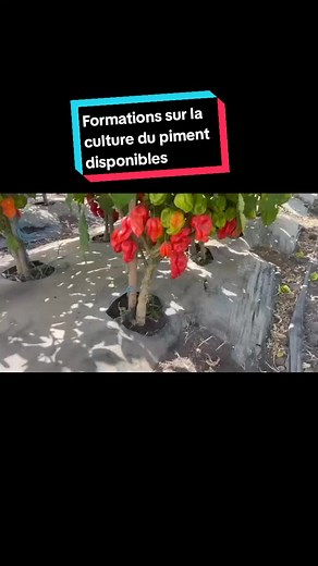 Devenez un expert en culture de piment ! Apprenez tout ce qu'il faut savoir pour cultiver vos propres piments forts, chez vous ! Ce cours complet vous guidera pas à pas, de la sélection des variétés à la récolte et à la conservation de vos piments. Vous découvrirez : Les différentes variétés de piments et leurs caractéristiques Comment choisir le bon emplacement pour votre plantation Les techniques de semis et de repiquage Les soins à apporter à vos plants de piments La lutte contre les nuisible