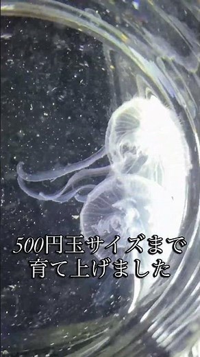 30日後、コップから奇跡を起こすクラゲ Day2