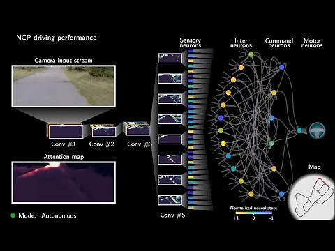Biologically-inspired Neural Networks for Self-Driving Cars