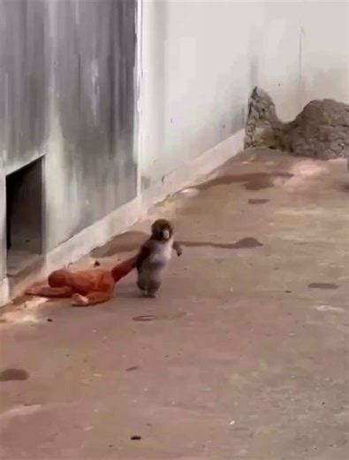 Punch dragging his bug plushie mama like a tiny human dad coming home from work 😂. Walking proudly on two legs until he got near the troop Meanwhile the other monkeys watching him drag his "ora mama" looked completely confused like, "What kind of monkey update is this?" 😂😂 after some days he realised "Oh right… I’m a monkey"🐒😬🤣.And walk on typical monkey style🥴#punchi#babymacaque