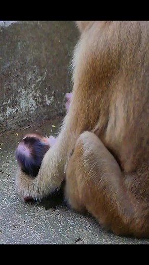 Heartbreaking Video of a Sad Baby Monkey in the Wild