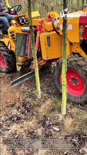 Tree planting for beginners: a simple guide to planting trees