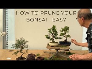 How to Prune Your Bonsai - Easy