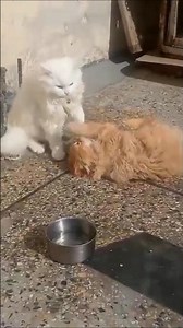 Kittens playing #kitten