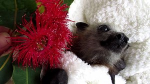 We are indeed blessed in our part of the world as during a good year we have reliable and consistent native flowering that supports populations of urban flying-foxes. Forced out of many traditional roosting sites and compelled to forage in urban areas due to massive ongoing land clearing, urban flying-foxes have benefited enormously from street plantings, parks and home gardens. Without this important resource, flying-fox populations would be under even more pressure than they currently are. We 