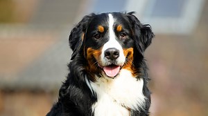 Bernese Mountain Dog 🐶 The Giant & Fluffiest Mountain Dog! | 1 Minute Animals Meet the Bernese Mountain Dog: fluffy, strong, and affectionate! These Swiss natives have a waterproof coat, a loving personality, and are perfect for families. But be ready for a "Velcro dog" – they'll stick close by your side, always. #BerneseMountainDog #BMD #BernesePuppies #BMDPuppies #Bernese | 1 Minute Animals