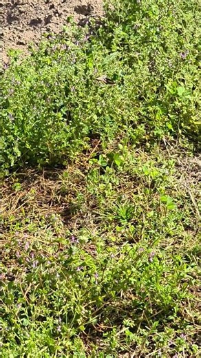 Hummingbird Hawk-Moth feeding on wild Henbit :)