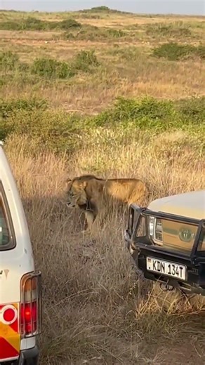 King 👑 of the🌳🌳 forest 🦁🦁🦁🦁