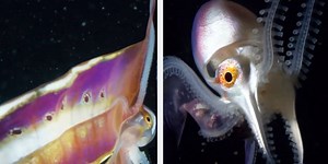 Incredible footage captures the world's most feminist octopus in all her glory