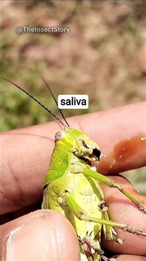 Function of grasshopper saliva