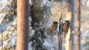 Two Siberian jays, Perisoreus infaustus eating on a feeder near Kuusamo, Northern Finland