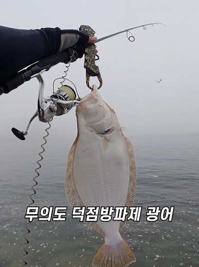 무의도 광어 #광어 #광어루어낚시 #루어낚시