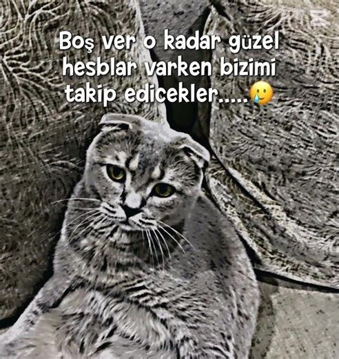 Boşver… #aboneolmayiunutmayin #ytdayibenionecikarnolur #abonemartmıyo #abonemyükselsin #robin #cute