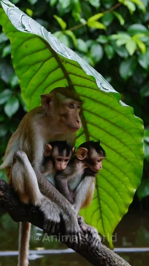 Mom Monkey Shielding Babies from Rain in Nature