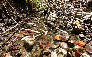 Streamflow & drought