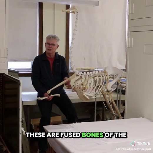 Exploring the Fascinating Anatomy of Ostrich Skeletons