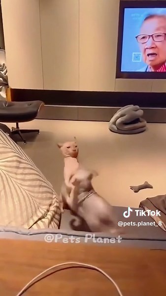 Cat slapping🤣🤣👏👏#cat #cats #cutecat #catlover #catsoftiktok #fyp #foryou #foryoupage #funny #funnycat #funnyvideos #funnytiktok #funnyanimals #kitty #dog