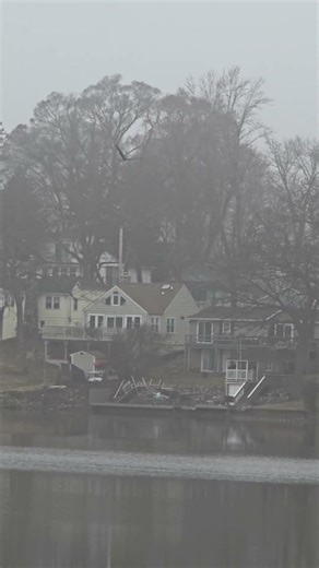 golden eagle and bald eagle flying together