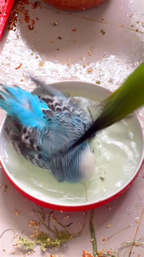 31K views · 1K reactions | Bathing helps budgies stay clean, cool, and comfortable. It keeps their feathers healthy, supports preening, prevents dry skin, reduces stress, aids during molting, and encourages natural behavior — promoting overall health and happiness. #budgettravel | Birds Land | Facebook