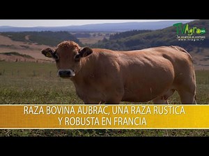 Raza Bovina Aubrac, una Raza Rustica y Robusta en Francia- TvAgro por Juan Gonzalo Angel Restrepo