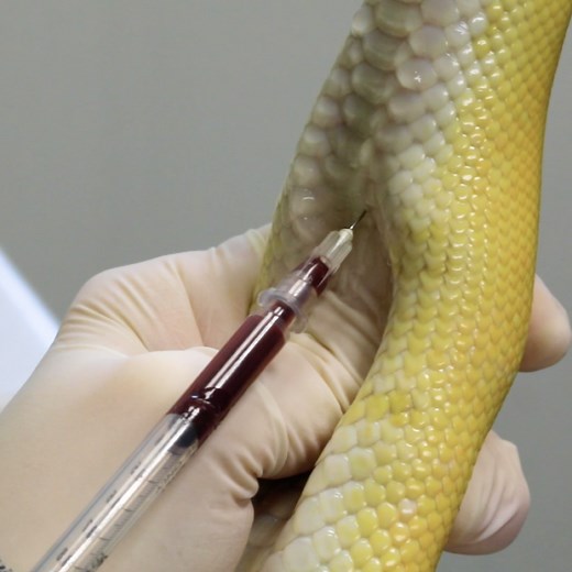 Blood Collection in Snakes - LafeberVet
