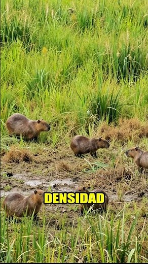 Capybara: Where Do They Live and Why Is Their Population Dropping? 🌿