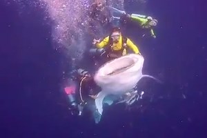 Scuba diver riding an endangered whale shark sparks outrage