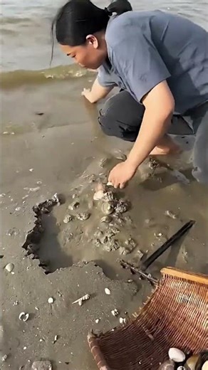 Beach Shell Collection Process