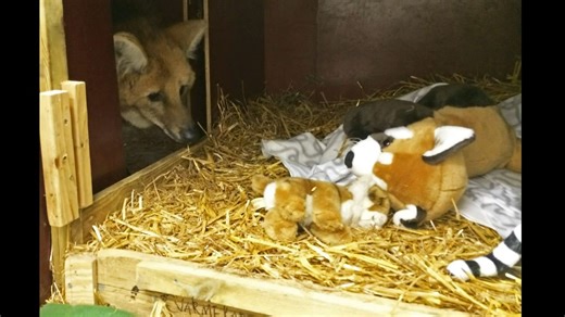 Nordens Ark的鬃狼幼崽与它们的爸爸相遇