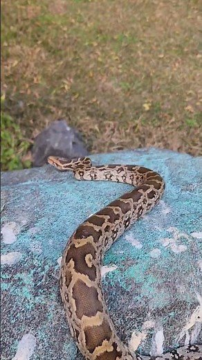 Baby Python Snake #youtubeshorts #shortsvideo #trending