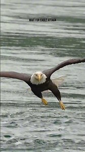 Bald Eagle attacks fish