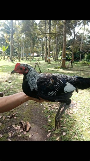 2years ago na | Mack Mark Anthony