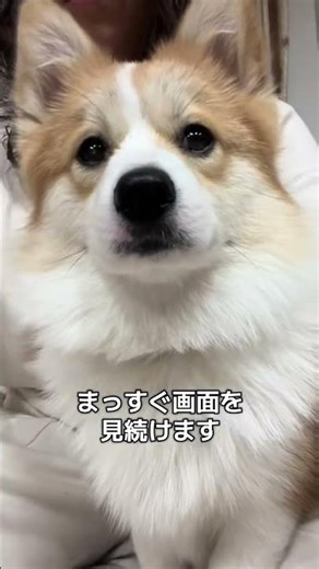 I was surprised by what happened when I looked at the dog and the other puppies...! The puppies d...