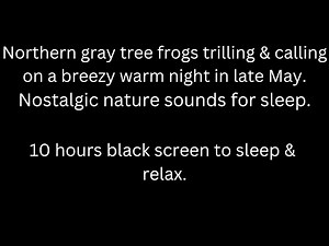 Gray tree frogs trilling & calling in late May, frog sounds tinnitus relief black screen sleep relax