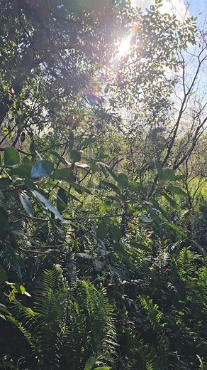 Nature walks are worth the time. #deer #walking #trails #naturetrail #excercise | Thomas Gonzalez | Facebook