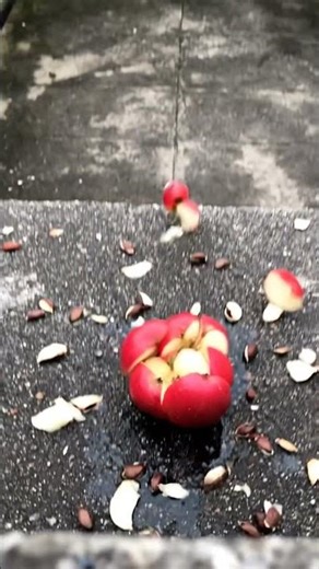 Apple Drop Test 🍎😱 | Satisfying Fruit Smash in Slow Motion