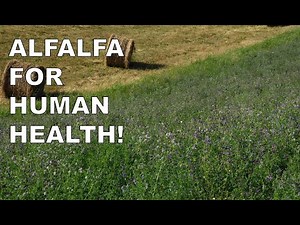 Alfalfa (M. Sativa): Human Studies Show Benefits