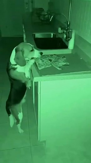 Dog caught eating a slice of pizza #funnydogvideos #pizzatime #dogsofinstagram | Future Shelf