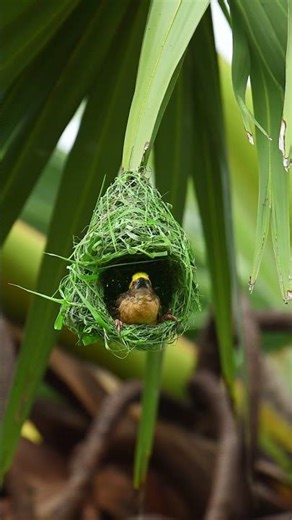 Wow unbelievably beautiful work by yellow bird 🐦 building #birds #viral