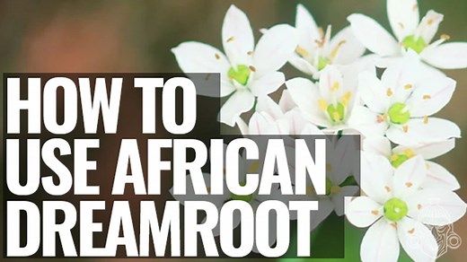 How To Use African Dream Root