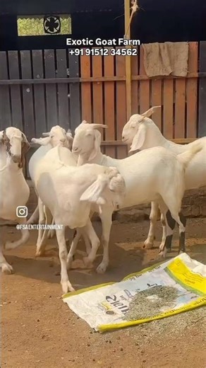 650/Kg Khassi Goats with Replacement on Mortality scheme at Exotic Goat Farm Padgha